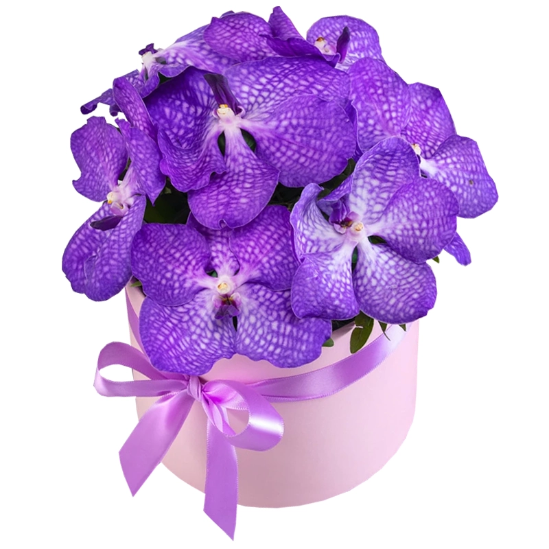 Композиция из 7 орхидей ванда